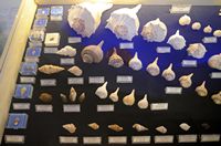Le musée maritime de Bodrum en Anatolie. Collection de coquillages. Cliquer pour agrandir l'image.