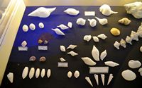 Le musée maritime de Bodrum en Anatolie. Collection de coquillages. Cliquer pour agrandir l'image.