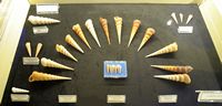 Le musée maritime de Bodrum en Anatolie. Collection de coquillages. Cliquer pour agrandir l'image.