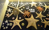 Le musée maritime de Bodrum en Anatolie. Collection de coquillages. Cliquer pour agrandir l'image.