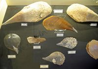Le musée maritime de Bodrum en Anatolie. Collection de coquillages. Cliquer pour agrandir l'image.