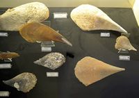 Le musée maritime de Bodrum en Anatolie. Collection de coquillages. Cliquer pour agrandir l'image.