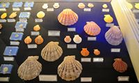 Le musée maritime de Bodrum en Anatolie. Collection de coquillages. Cliquer pour agrandir l'image.