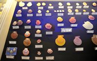 Le musée maritime de Bodrum en Anatolie. Collection de coquillages. Cliquer pour agrandir l'image.