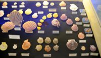 Le musée maritime de Bodrum en Anatolie. Collection de coquillages. Cliquer pour agrandir l'image.