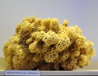 Le musée maritime de Bodrum en Anatolie. Collection d'éponges de mer. Cliquer pour agrandir l'image.