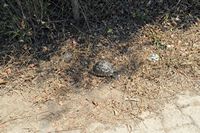 La ville de Dalyan en Anatolie. Tortue grecque (Testudo graeca) à Çandir. Cliquer pour agrandir l'image.