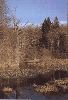 Site de palynologie de Vezolle. Cliquer pour agrandir l'image.