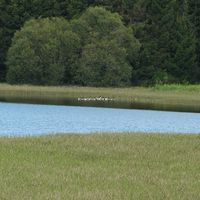 L'étang de Pulvérières en Auvergne. Oies bernache. Cliquer pour agrandir l'image.