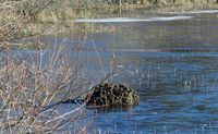 L'étang de Pulvérières en Auvergne. L'étang de Pulvérières en hiver. Cliquer pour agrandir l'image.