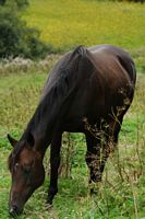 Narse d'Espinasse. Cheval. Cliquer pour agrandir l'image.