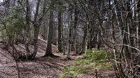 Le Puy de Dôme en Auvergne. Chemin sous la hetraie. Cliquer pour agrandir l'image.