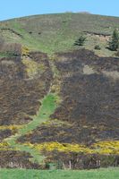 Puy des Gouttes. après l'écobuage. Cliquer pour agrandir l'image.