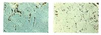 Trachyandésite. Cliquer pour agrandir l'image.