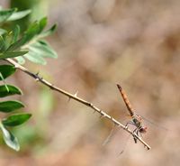 Le Parc naturel de s'Albufera à Majorque. Anax porte-selle (Anax ephippiger). Cliquer pour agrandir l'image dans Adobe Stock (nouvel onglet).