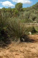 The Natural Park Mondragó Mallorca - Rush spice (Juncus acutus) in pond Ses Fonts de n'Alis. Click to enlarge the image in Adobe Stock (new tab).