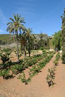 La finca Raixa à Majorque. L'orangeraie. Cliquer pour agrandir l'image dans Adobe Stock (nouvel onglet).