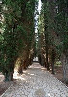 La Chartreuse de Valldemossa à Majorque. Allée de cyprès. Cliquer pour agrandir l'image.