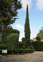 La Chartreuse de Valldemossa à Majorque. Jardins de la chartreuse. Cliquer pour agrandir l'image.