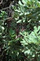 Flora and fauna of the Balearic Islands - Fruits carob Bunyola. Click to enlarge the image.