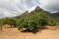 Flora and fauna of the Balearic Islands - Carob Bunyola. Click to enlarge the image.
