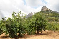 Flora and fauna of the Balearic Islands - Caroubiers Bunyola. Click to enlarge the image.