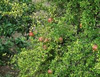 Flora and fauna of the Balearic Islands - Grenadier Bunyola. Click to enlarge the image.