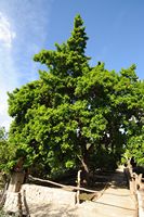 Flora and fauna of the Balearic Islands - Tree identification. Click to enlarge the image.