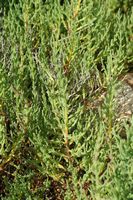 Flora and fauna of the Balearic Islands - Purple Salicornia (Salicornia ramosissima) to Mondragó. Click to enlarge the image.