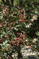 La flore de l'île de Cabrera à Majorque. Buis des Baléares (Buxus balearica). Cliquer pour agrandir l'image.
