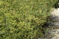 La flore de l'île de Cabrera à Majorque. Fenouil commun (Foeniculum vulgare). Cliquer pour agrandir l'image.