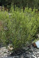 The flora of the island of Cabrera in Mallorca - many-flowered Erica (Erica multiflora). Click to enlarge the image.