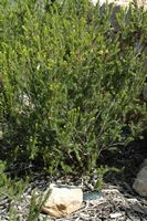 The flora of the island of Cabrera in Mallorca - many-flowered Erica (Erica multiflora). Click to enlarge the image.