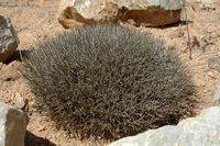 La flore de l'île de Cabrera à Majorque. Astragale des Baléares (Astragalus balearicus). Cliquer pour agrandir l'image.