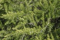 La flore de l'île de Cabrera à Majorque. Romarin officinal (Rosmarinus officinalis). Cliquer pour agrandir l'image.