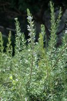 La flore de l'île de Cabrera à Majorque. Romarin officinal (Rosmarinus officinalis). Cliquer pour agrandir l'image.