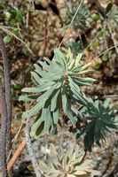 The flora of the island of Cabrera in Mallorca - Spurge scrubland (Euphorbia characias). Click to enlarge the image.
