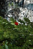 The flora of the island of Cabrera in Mallorca - Butcher false holly (Ruscus aculeatus). Click to enlarge the image.