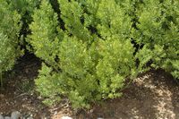 The flora of the island of Cabrera in Mallorca - Butcher false holly (Ruscus aculeatus). Click to enlarge the image.