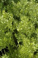 The flora of the island of Cabrera in Mallorca - Butcher false holly (Ruscus aculeatus). Click to enlarge the image.