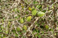 La flore de l'île de Cabrera à Majorque. Withania frutescens (Withania frutescens). Cliquer pour agrandir l'image.