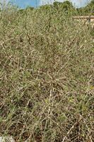 La flore de l'île de Cabrera à Majorque. Withania frutescens (Withania frutescens). Cliquer pour agrandir l'image.