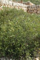 The flora of the island of Cabrera in Mallorca - Camélée three shells (Cneorum tricoccon). Click to enlarge the image.