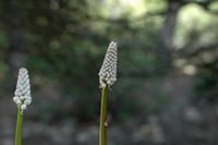 La flore de l'île de Cabrera à Majorque. Scille maritime (Drimia maritima). Cliquer pour agrandir l'image.