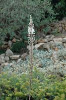 La flore de l'île de Cabrera à Majorque. Scille maritime (Drimia maritima). Cliquer pour agrandir l'image.