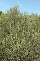 The flora of the island of Cabrera in Mallorca - Wired narrow sheet (Phillyrea angustifolia). Click to enlarge the image.