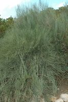 La flore de l'île de Cabrera à Majorque. Éphèdre fragile (Ephedra fragilis). Cliquer pour agrandir l'image.
