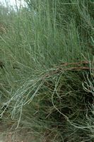 La flore de l'île de Cabrera à Majorque. Éphèdre fragile (Ephedra fragilis). Cliquer pour agrandir l'image.