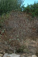 The flora of the island of Cabrera in Mallorca - Tree Spurge (Euphorbia dendroides). Click to enlarge the image.