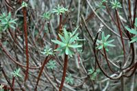 The flora of the island of Cabrera in Mallorca - Tree Spurge (Euphorbia dendroides). Click to enlarge the image.